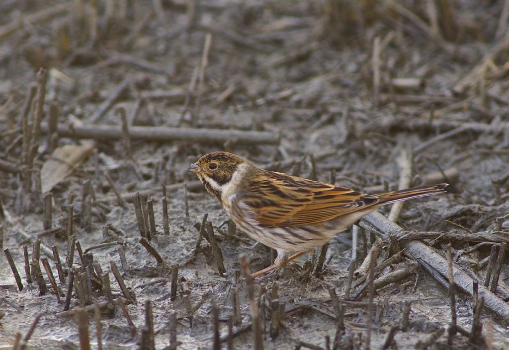 Migliarino inanellato