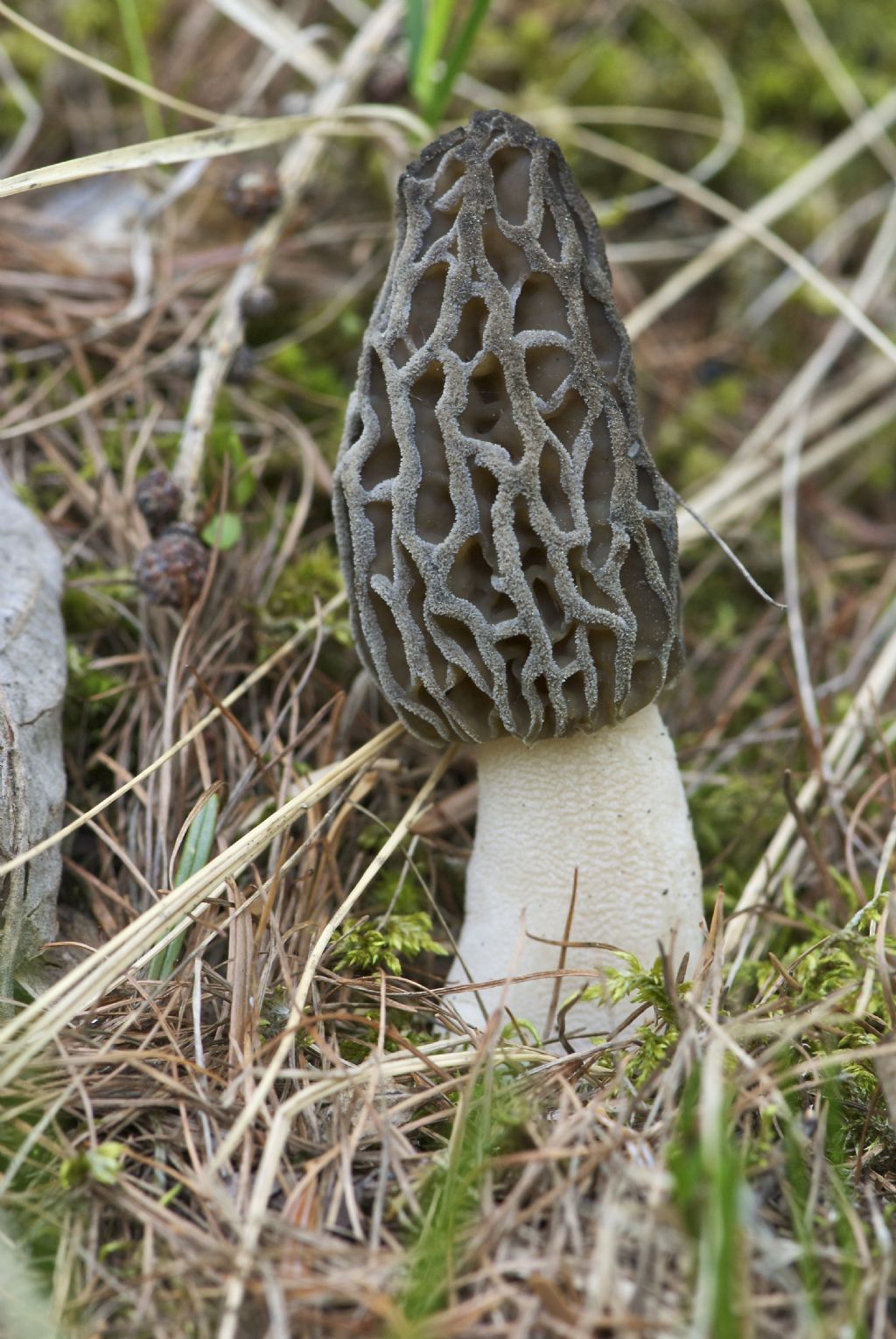 Morchella conica ?? Mercantour Francia