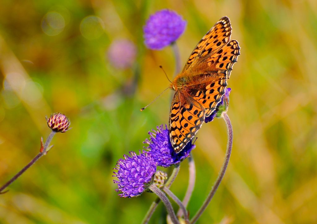 Argynnis aglaja Scozzese