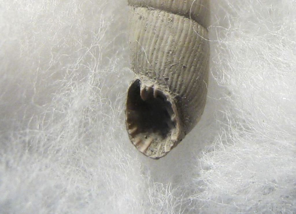 Clausilidae fossile
