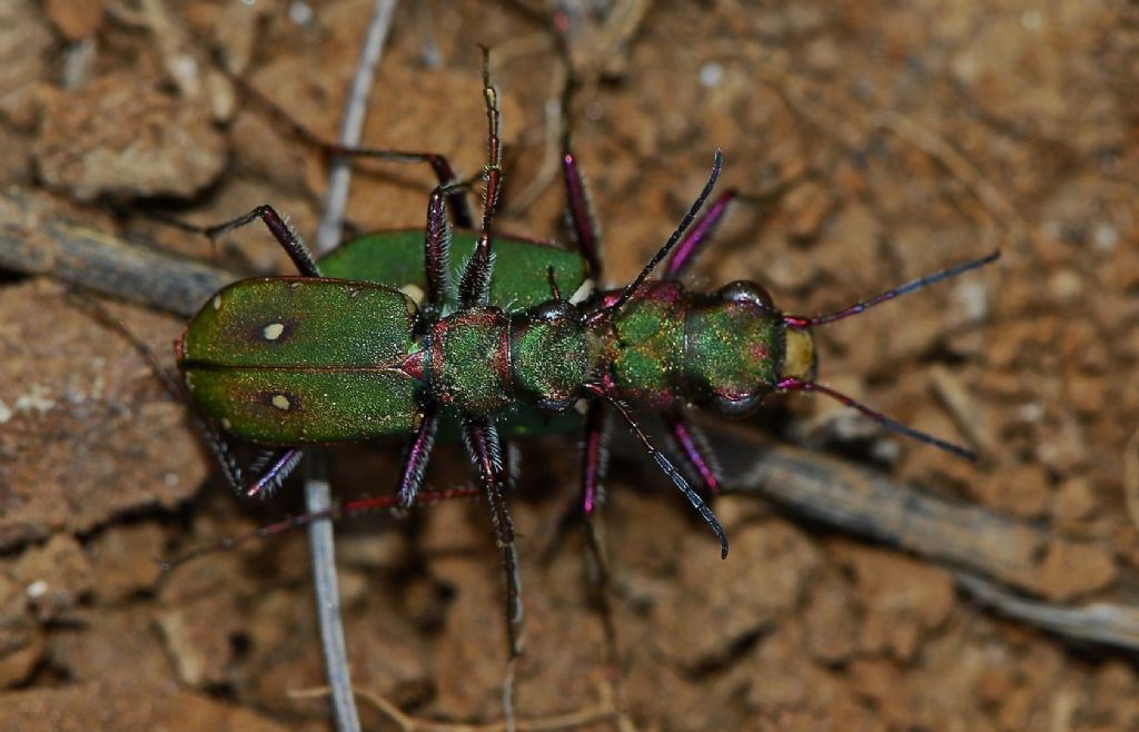 Curiosa posizione di Cycindela campestre