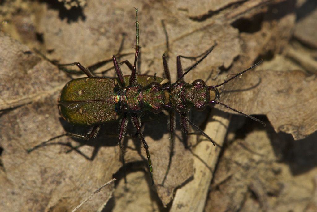 Curiosa posizione di Cycindela campestre