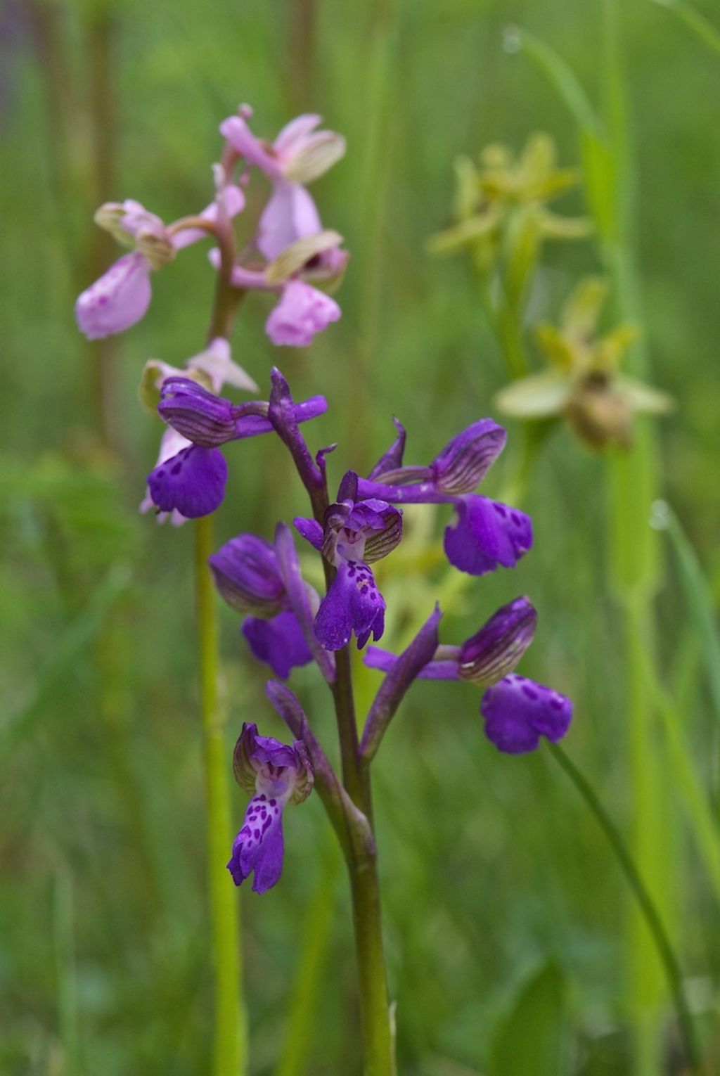 orchidee colline a nord di Firenze