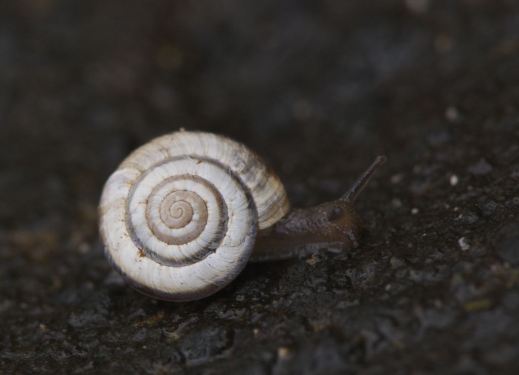 Candidula unifasciata Montovolo (BO)