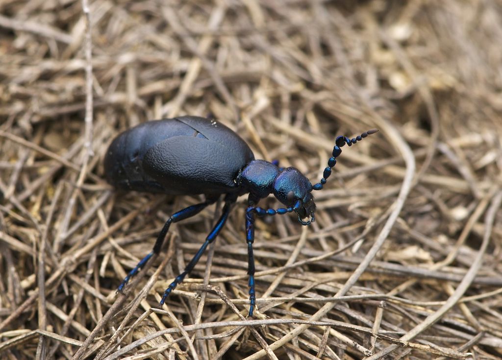 Candidula unifasciata Montovolo (BO)