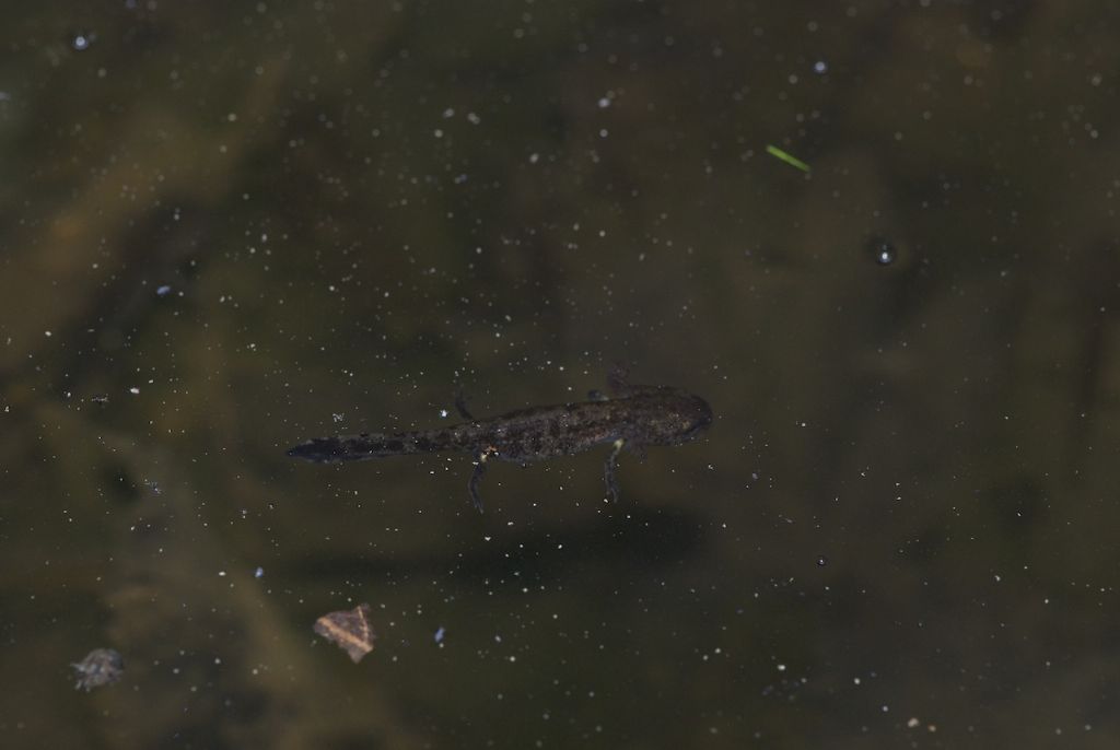 Larva salamandra
