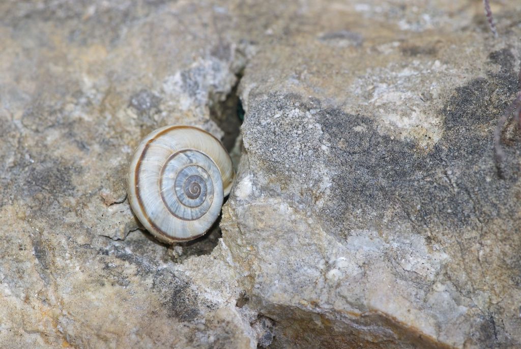 Chilostoma cingulatum monte Carega