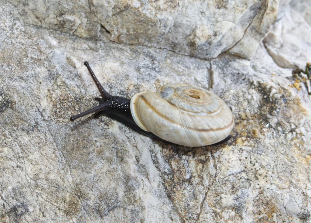 Chilostoma cingulatum monte Carega