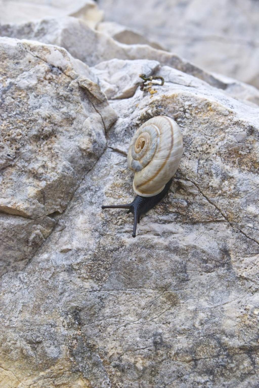 Chilostoma cingulatum monte Carega