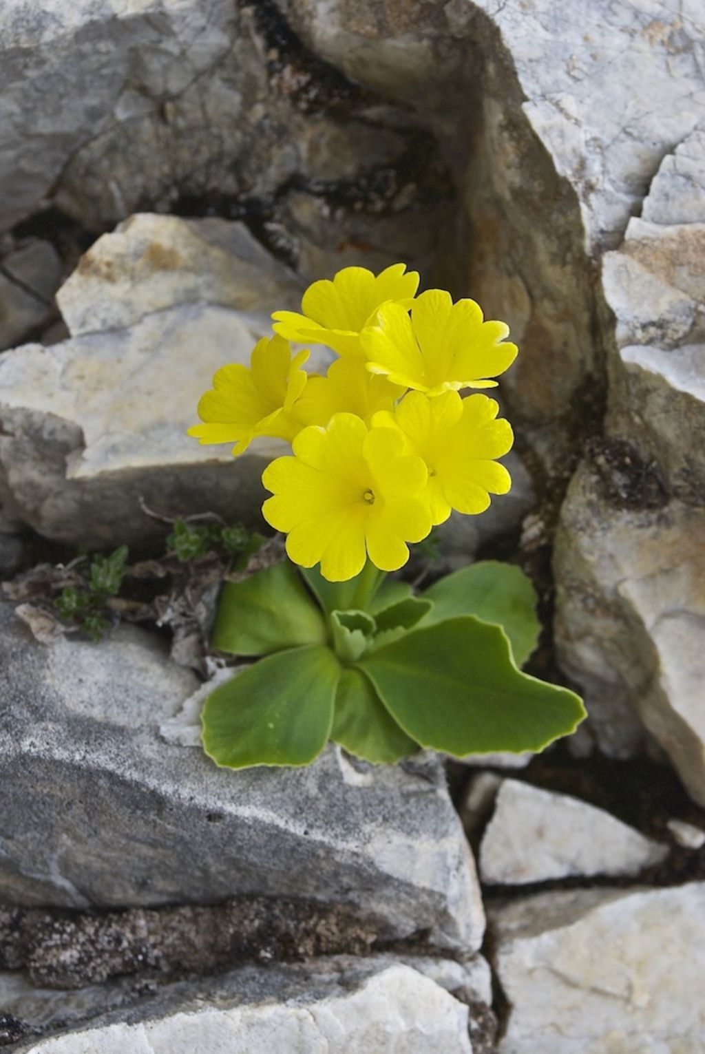 Primula recubariensis e altre Primule...