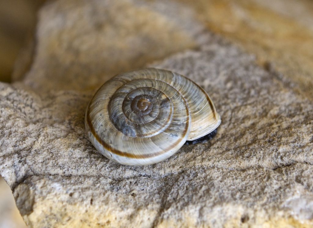 Chilostoma cingulatum monte Carega