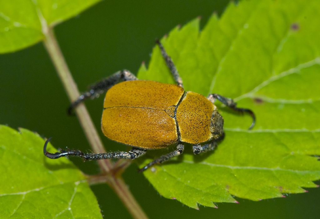 Hoplia argentea