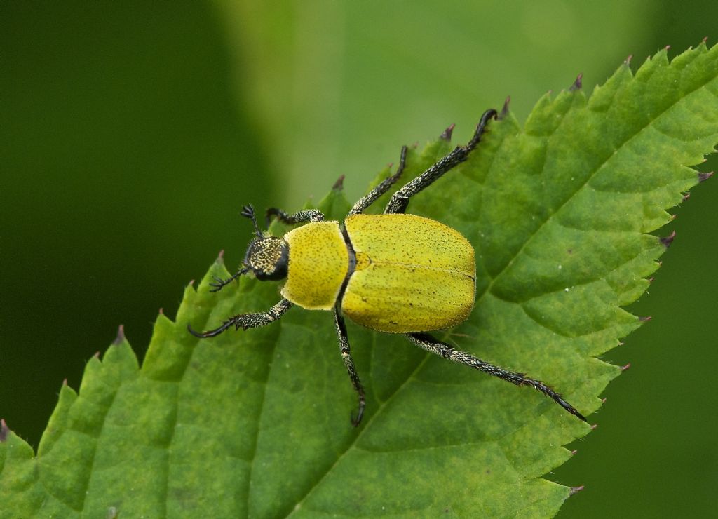 Hoplia argentea