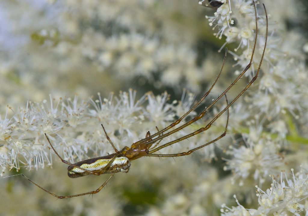 Tetragnatha con parassita - Roccaforte di Mondov (CN)