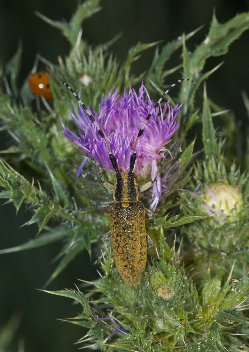 Saperda populnea ? Agapanthia sicula malmerendii