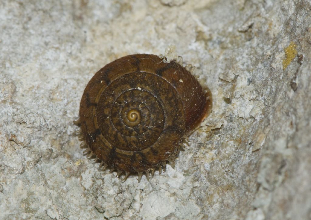 Ciliella ciliata (Hartmann, 1821)