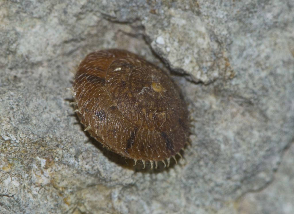 Ciliella ciliata (Hartmann, 1821)