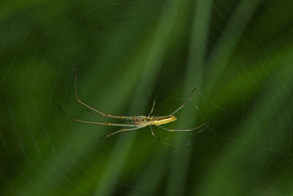 Tetragnatha con parassita - Roccaforte di Mondov (CN)