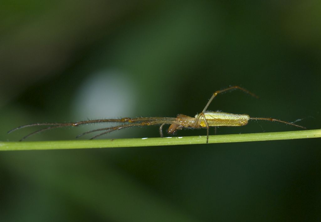 Tetragnatha con parassita - Roccaforte di Mondov (CN)