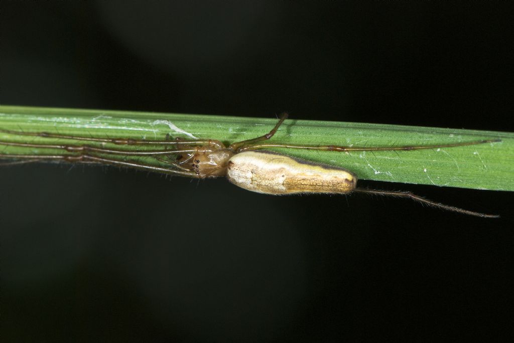 Tetragnatha con parassita - Roccaforte di Mondov (CN)