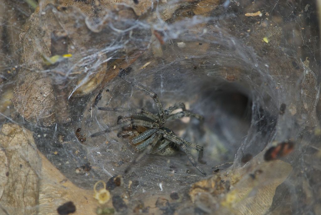 Agelena labyrinthica - Barbarano Vicentino (VI)