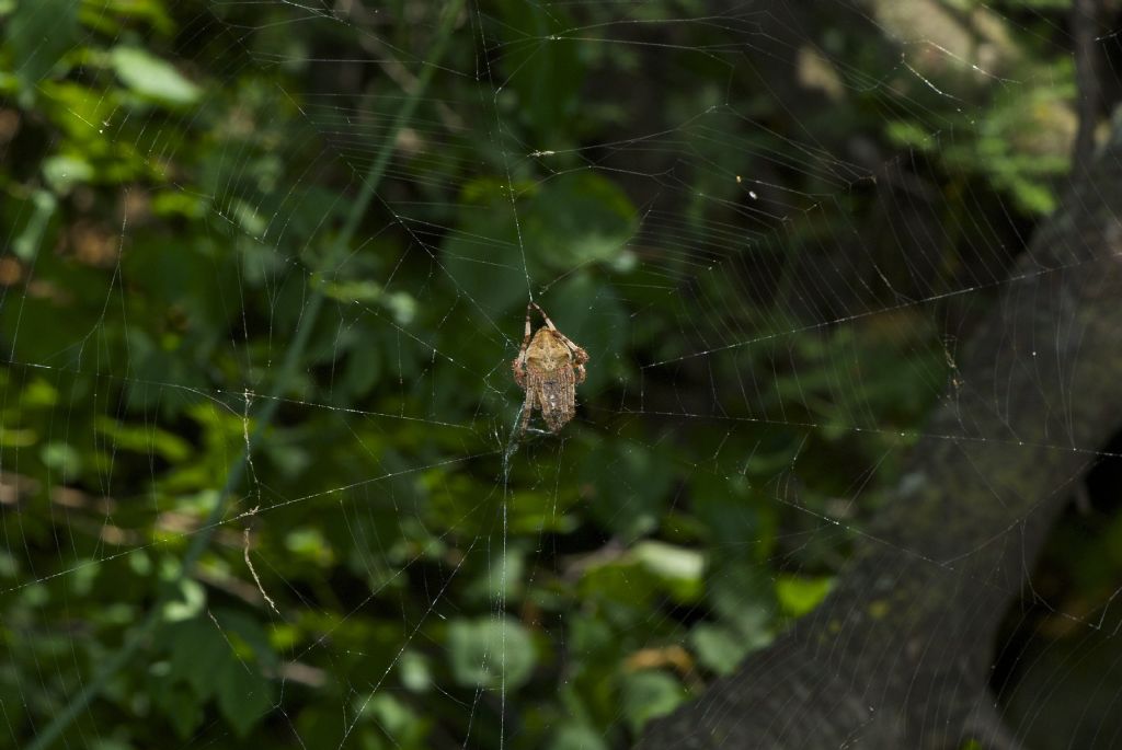 Araneus cf. angulatus - Barbarano Vicentino (VI)