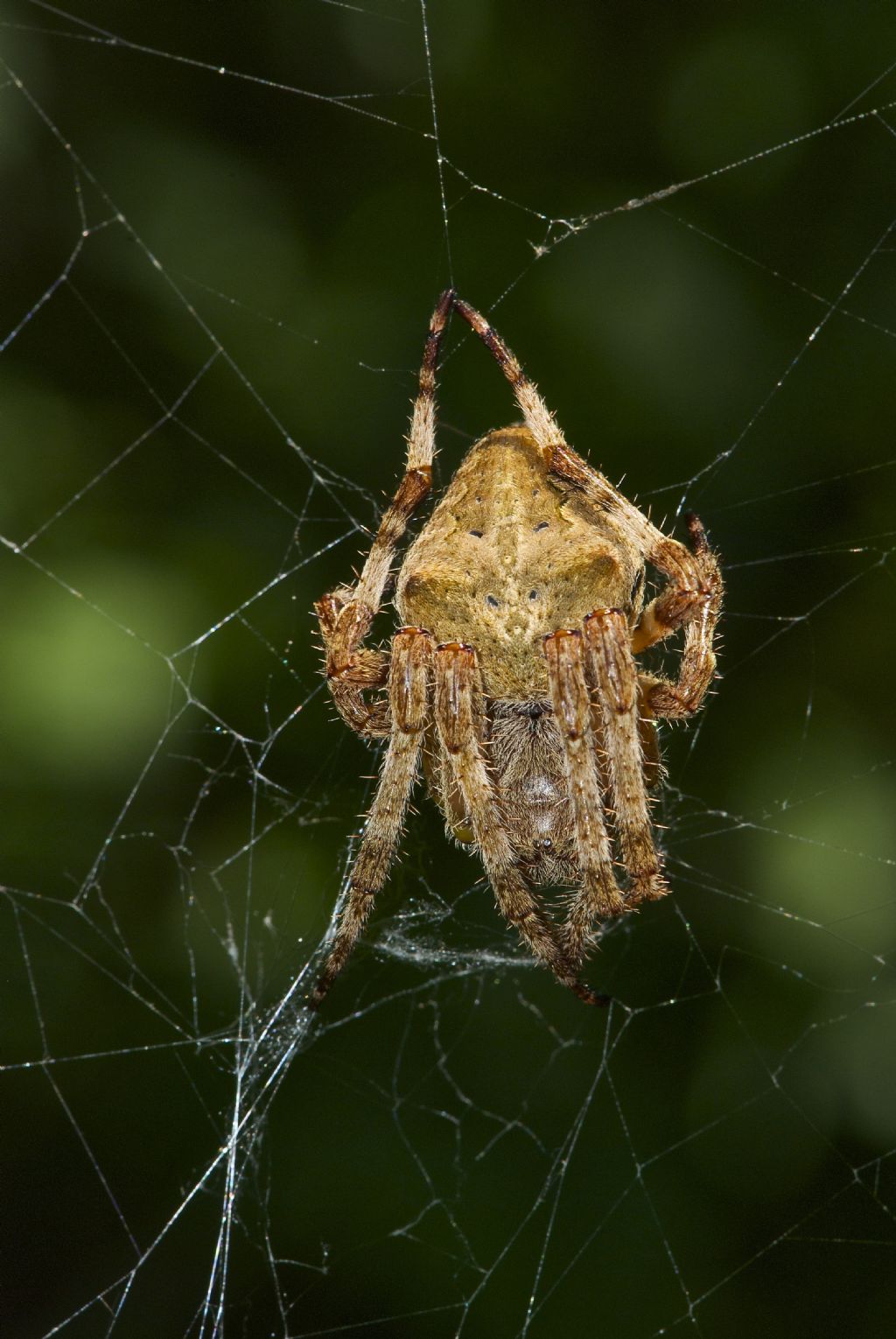 Araneus cf. angulatus - Barbarano Vicentino (VI)