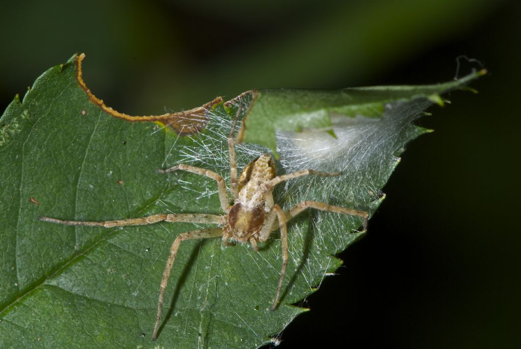 Philidromus sp. - San Pietro in Casale (BO)