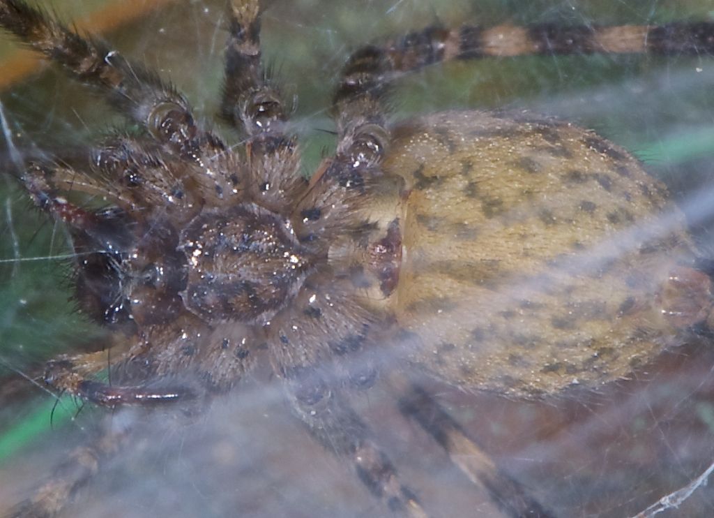Malthonica sp. -
