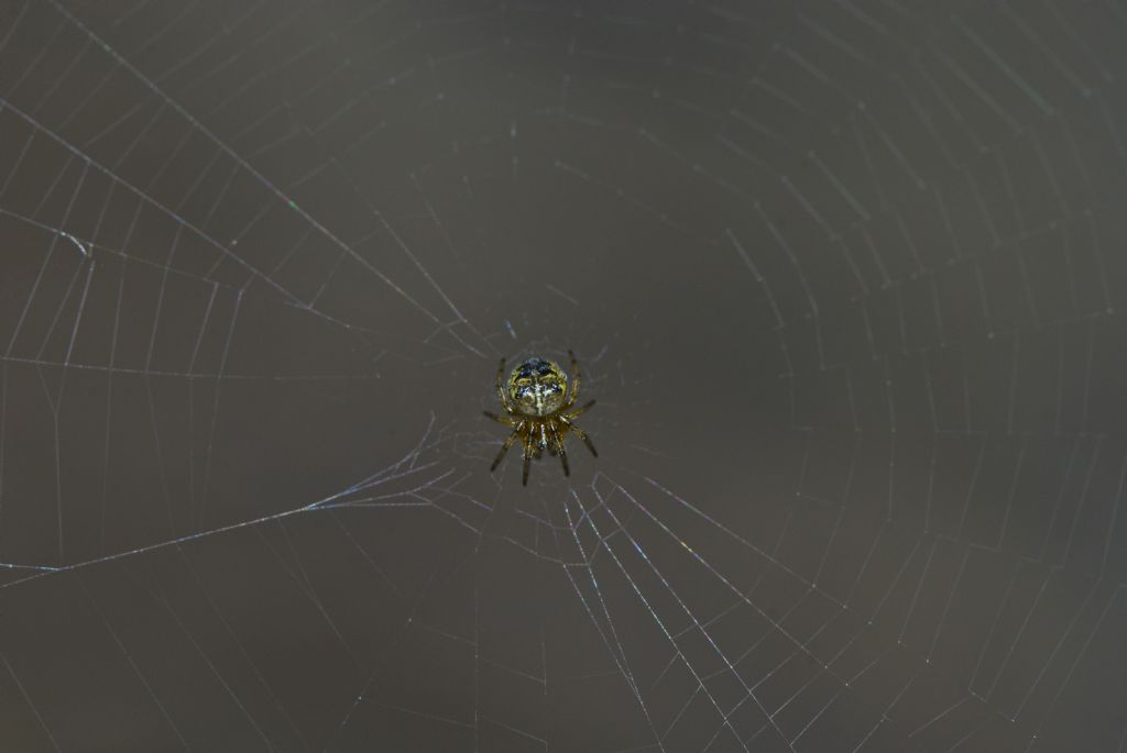 Araneidae Corno alle Scale (BO)