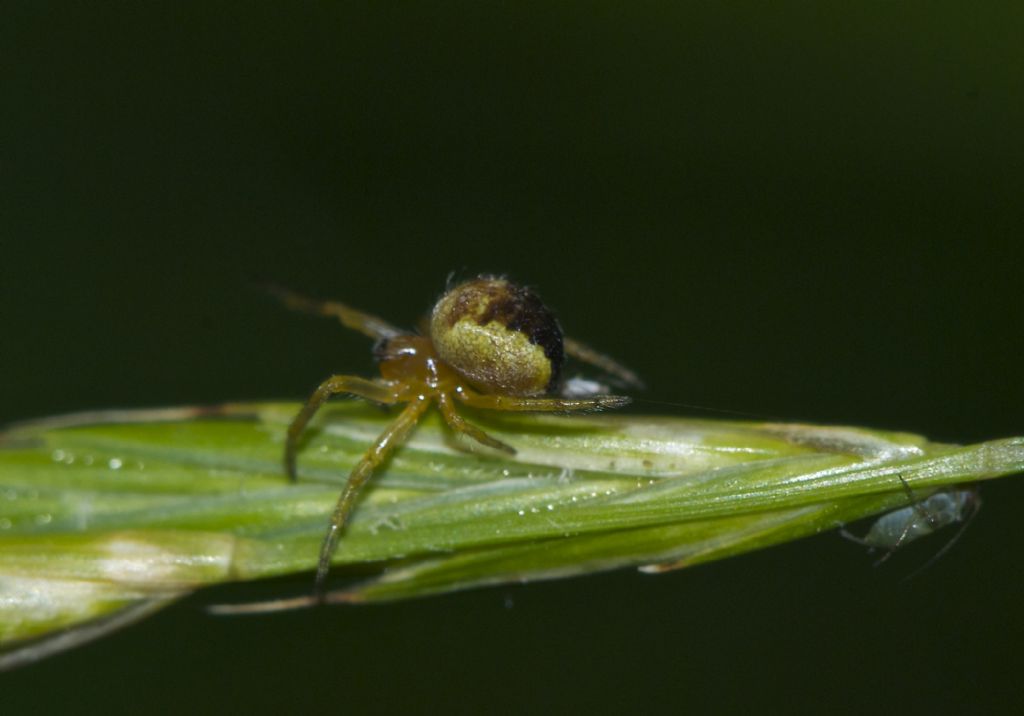 Araneus sp. - Corno alle Scale (BO)