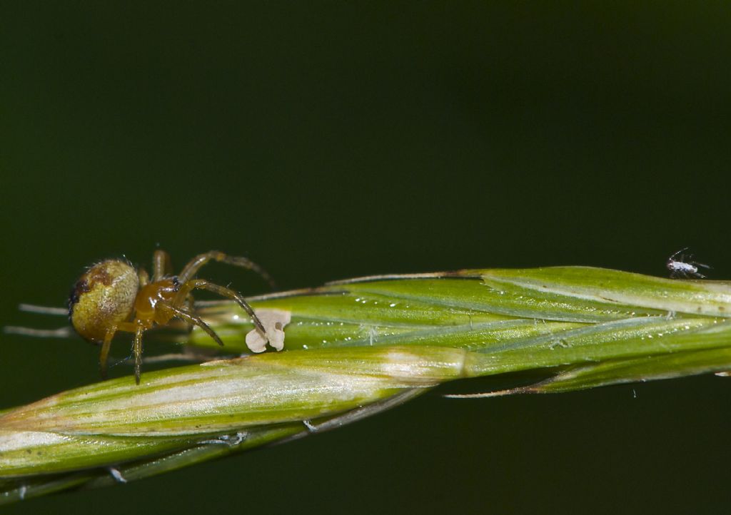 Araneus sp. - Corno alle Scale (BO)
