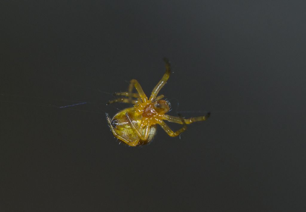 Araneus sp. - Corno alle Scale (BO)