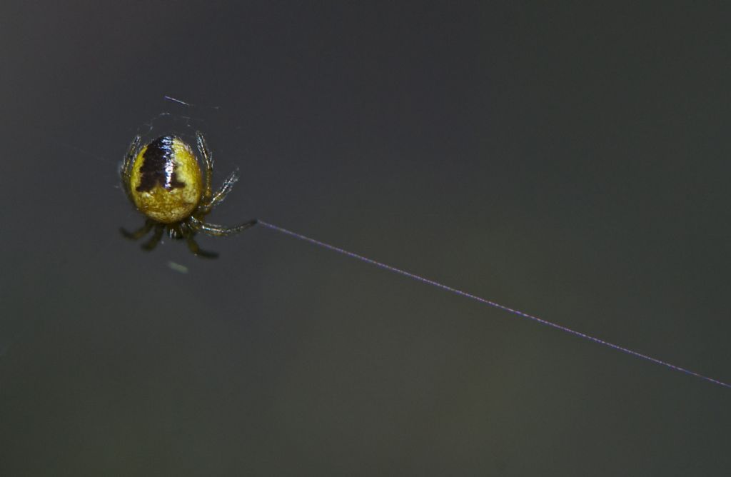 Araneus sp. - Corno alle Scale (BO)