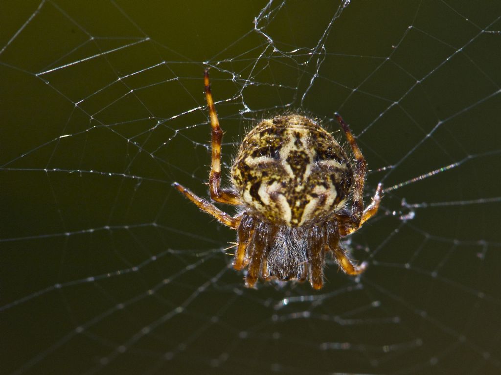 Araneidae Corno alle Scale (BO)