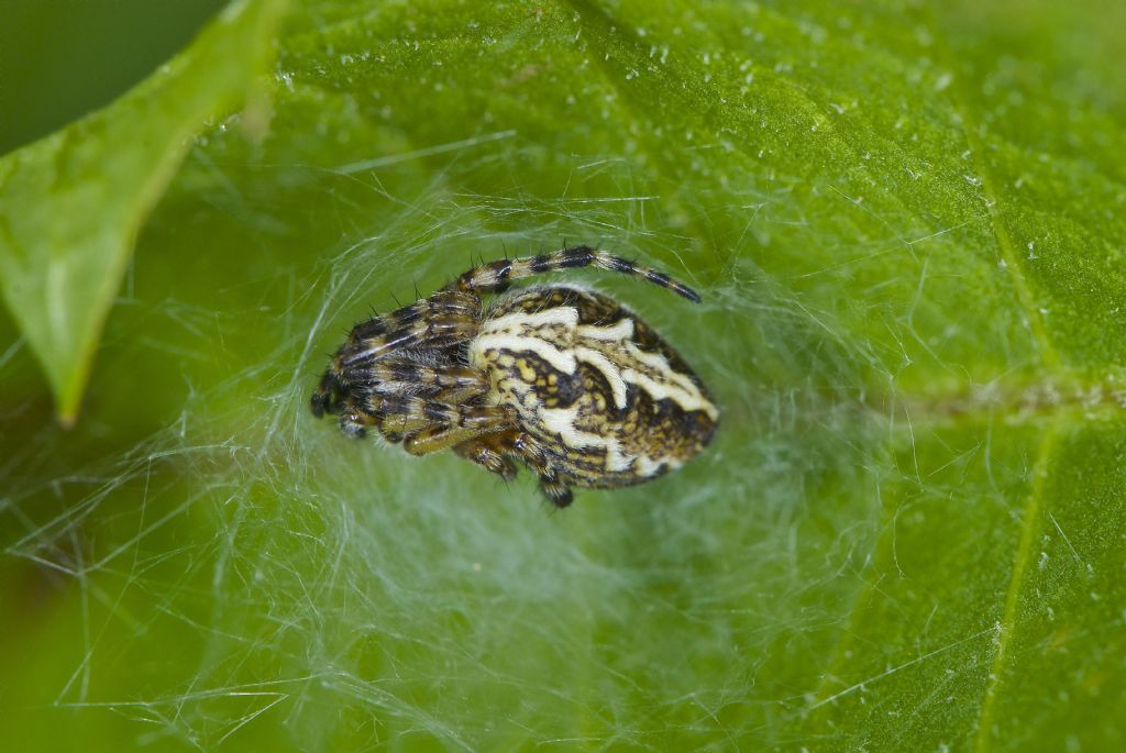 Aculepeira ceropegia pigre al Corno alle Scale (BO)
