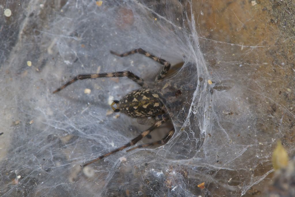 Malthonica sp. -
