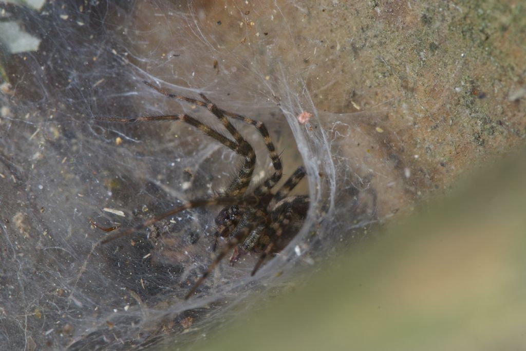 Malthonica sp. -