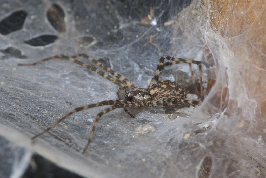 Malthonica sp. -