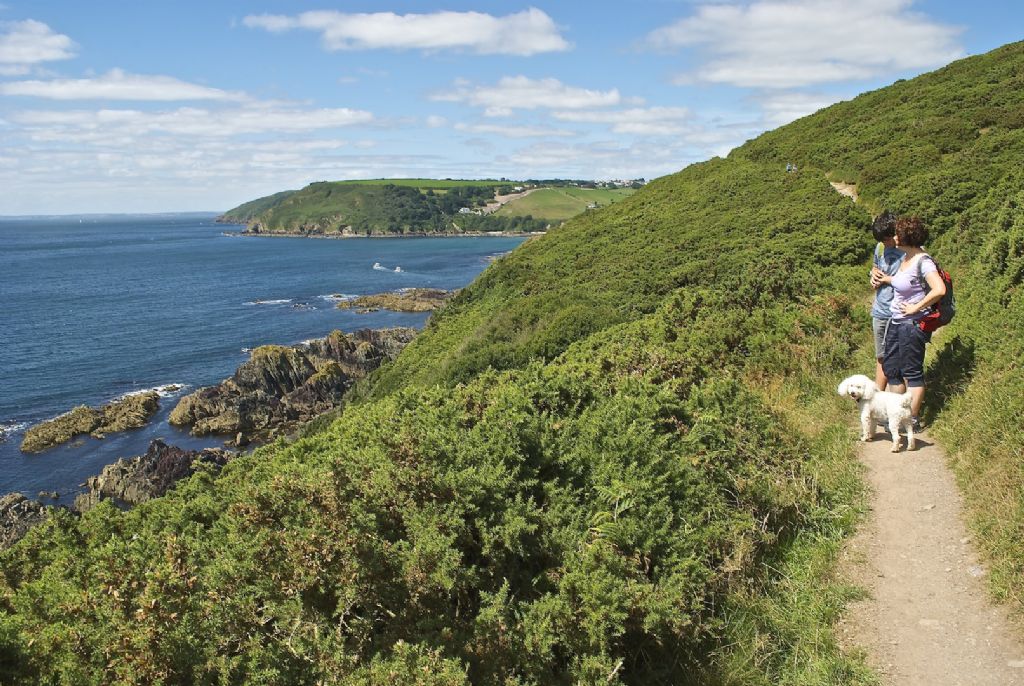 Various opiliones from Devon-Cornwall