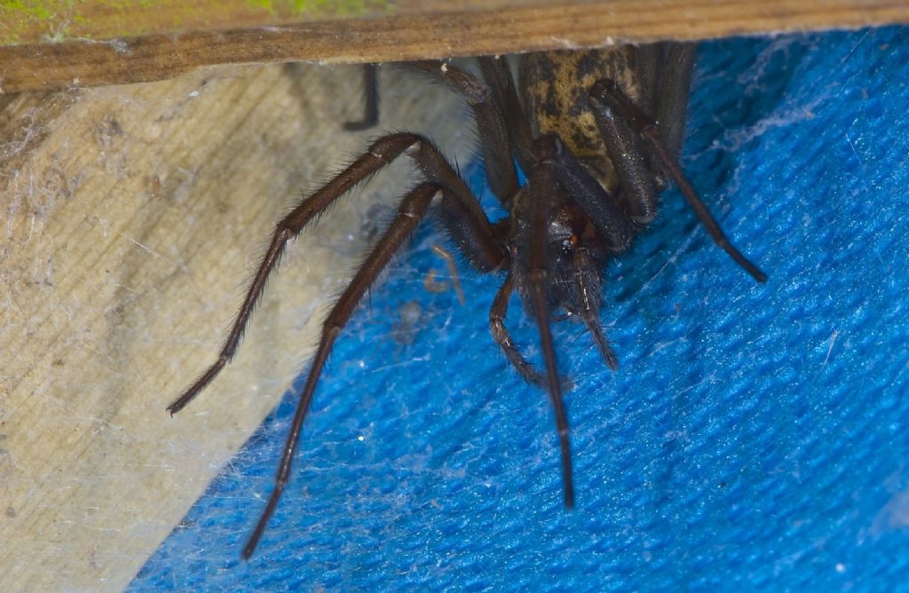 Tegenaria duellica - Worthing (UK)
