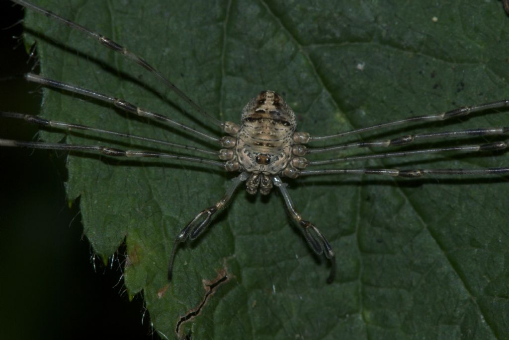 Dicranopalpus ramosus  (Phalangiidae) e Leiobunum rotundum (Sclerosomatidae)