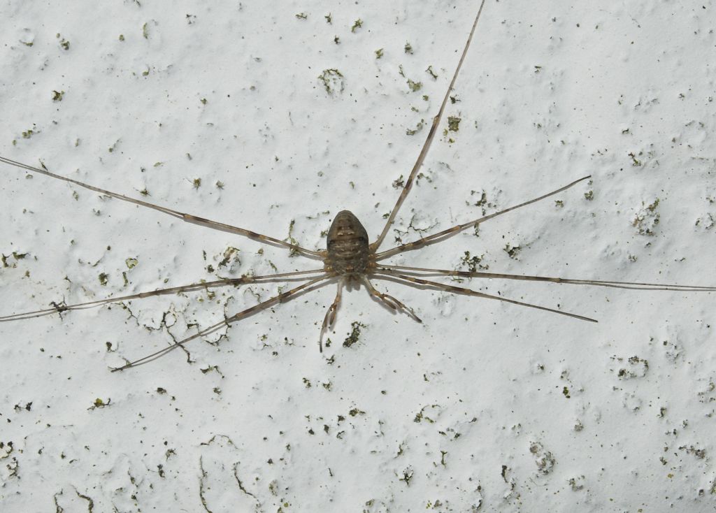 Dicranopalpus ramosus  (Phalangiidae) e Leiobunum rotundum (Sclerosomatidae)