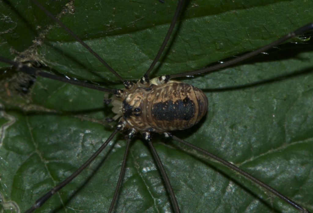Dicranopalpus ramosus  (Phalangiidae) e Leiobunum rotundum (Sclerosomatidae)