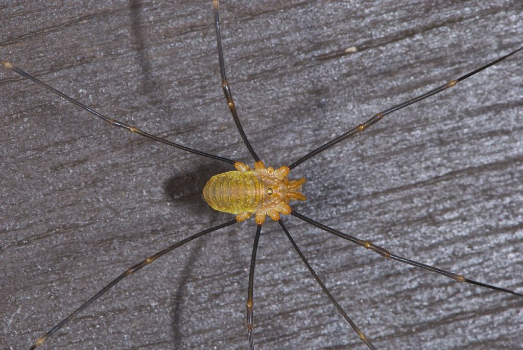 Various opiliones from Devon-Cornwall