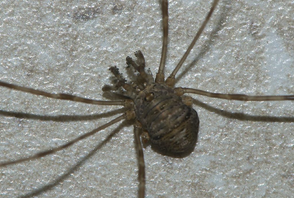 Various opiliones from Devon-Cornwall