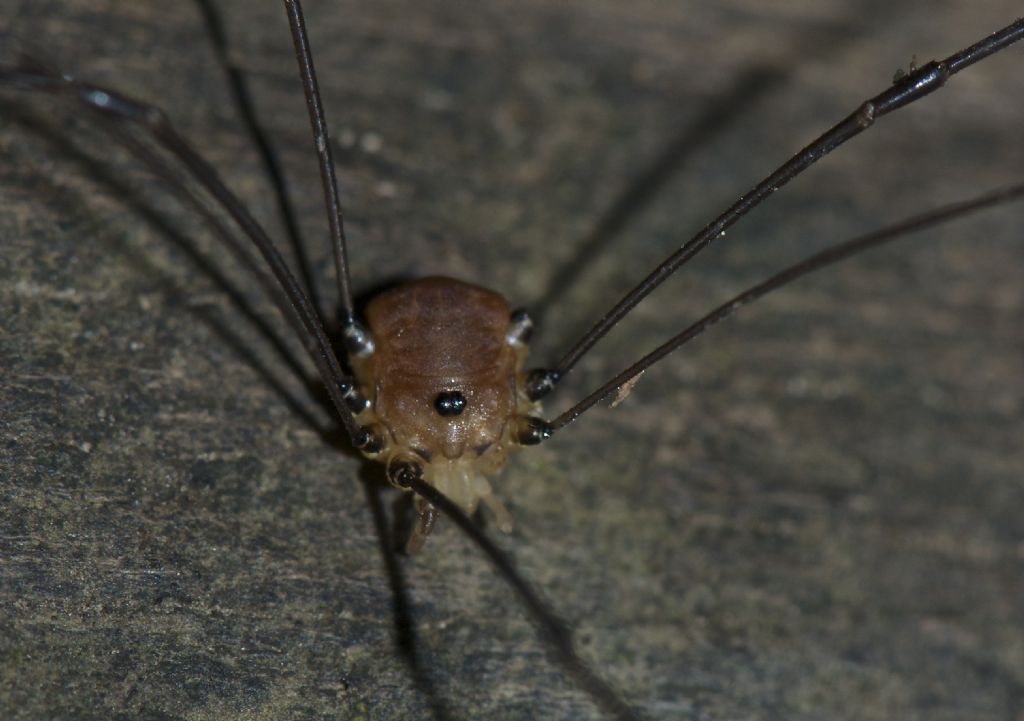 Various opiliones from Devon-Cornwall