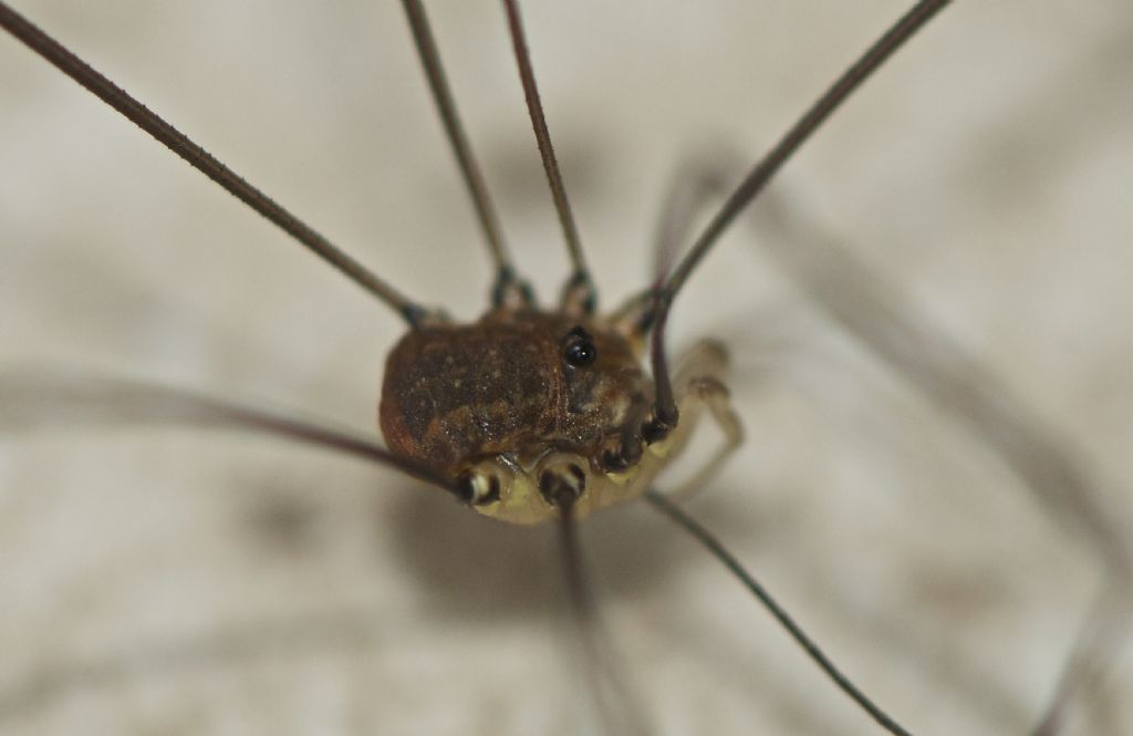 Various opiliones from Devon-Cornwall