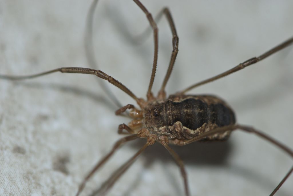 Various opiliones from Devon-Cornwall