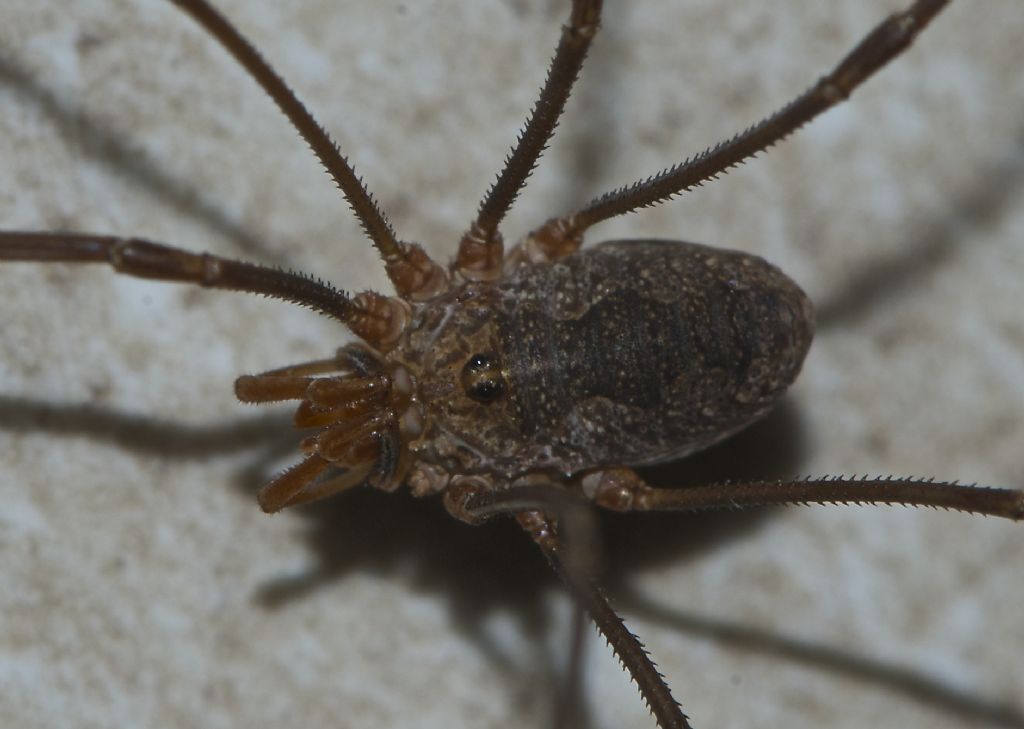 Various opiliones from Devon-Cornwall